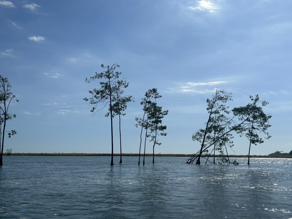 The Pacific Ocean from the mangrove swamp