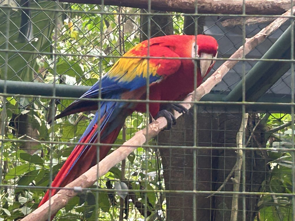 A beautiful scarlet macaw at Proyecto Asis
