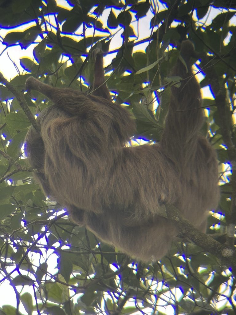 Sloth hanging in a tree