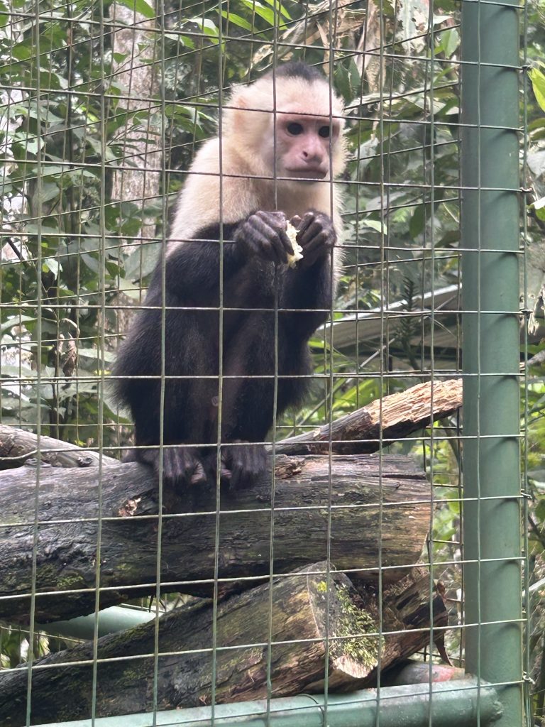 A monkey staring out of its cage at Proyecto Asis