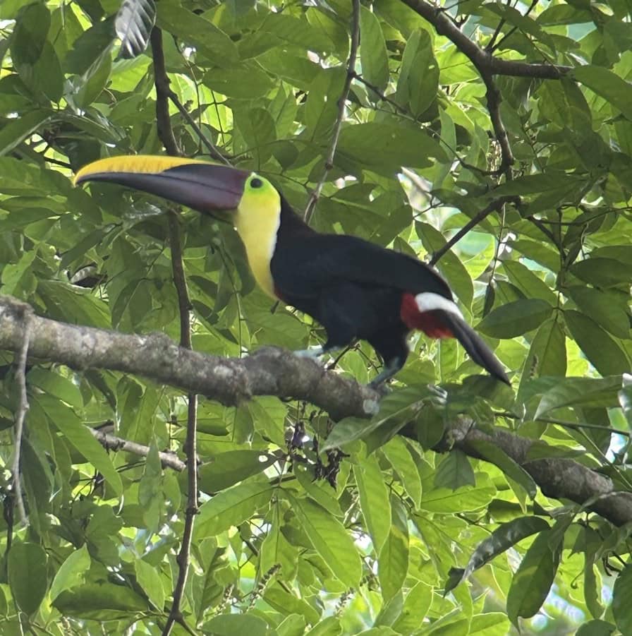 Toucan in a tree in Costa Rica