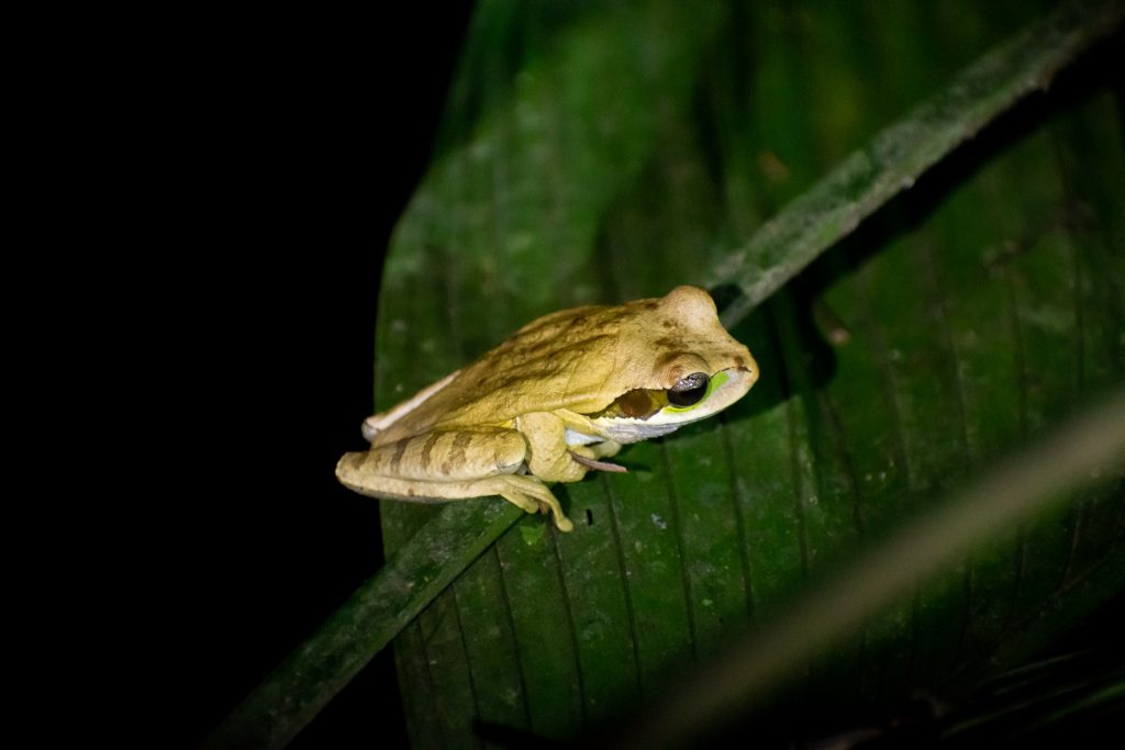 Tiny frog on a leaf at night during a Night Jungle Walk in La Fortuna, Costa Rica