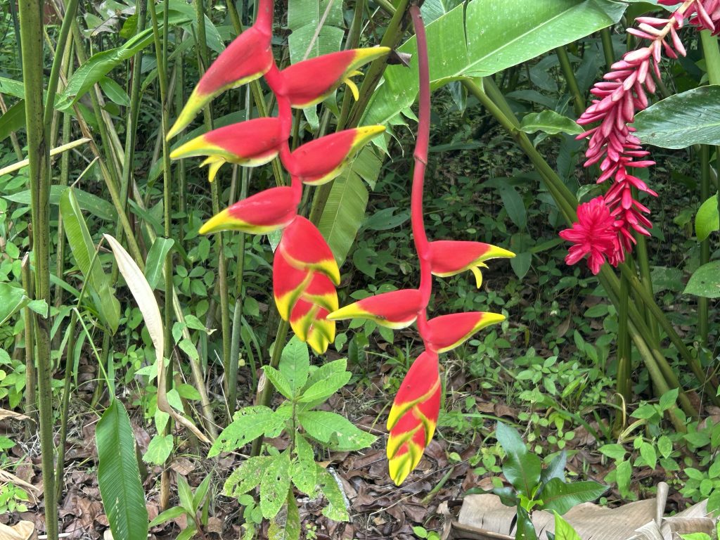 Tropical flowers at Proyecto Asis near La Fortuna in Costa Rica