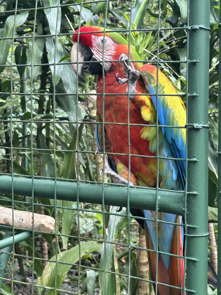 A hybrid macaw at Proyecto Asis