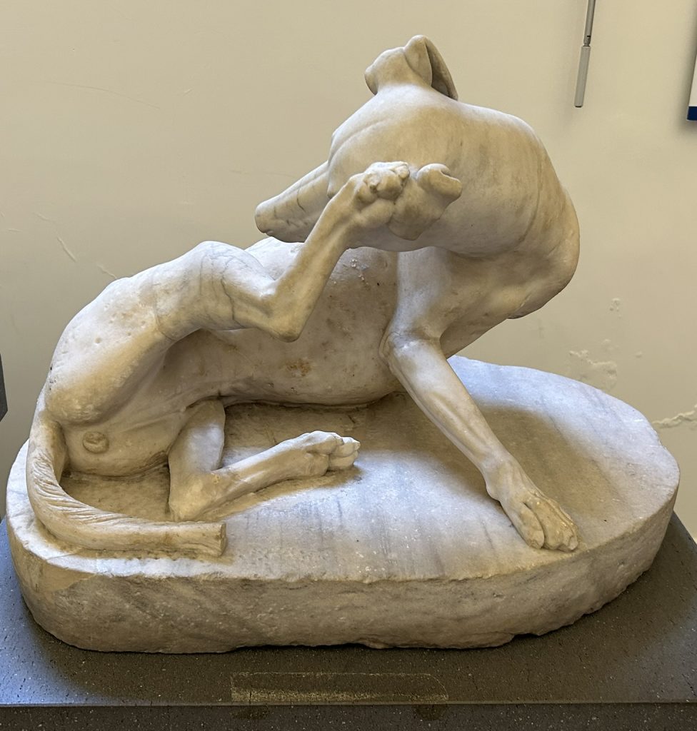 Statue of a dog at the National Archaeological Museum in Naples, Italy