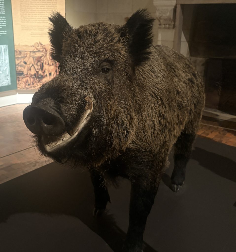 Stuffed boar in a display at Chambord chateau in the Loire Valley