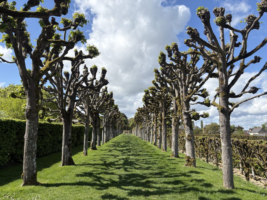 Formal gardens at Villandry chateau in the Loire valley featuring a long passageway flanked either side by pruned trees that are just beginning to show lewaves.