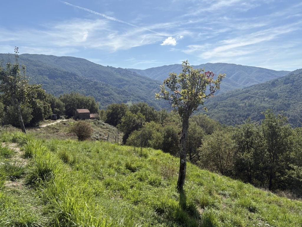 View of a solitary tree in front of mountains and hills in northern Tuscany