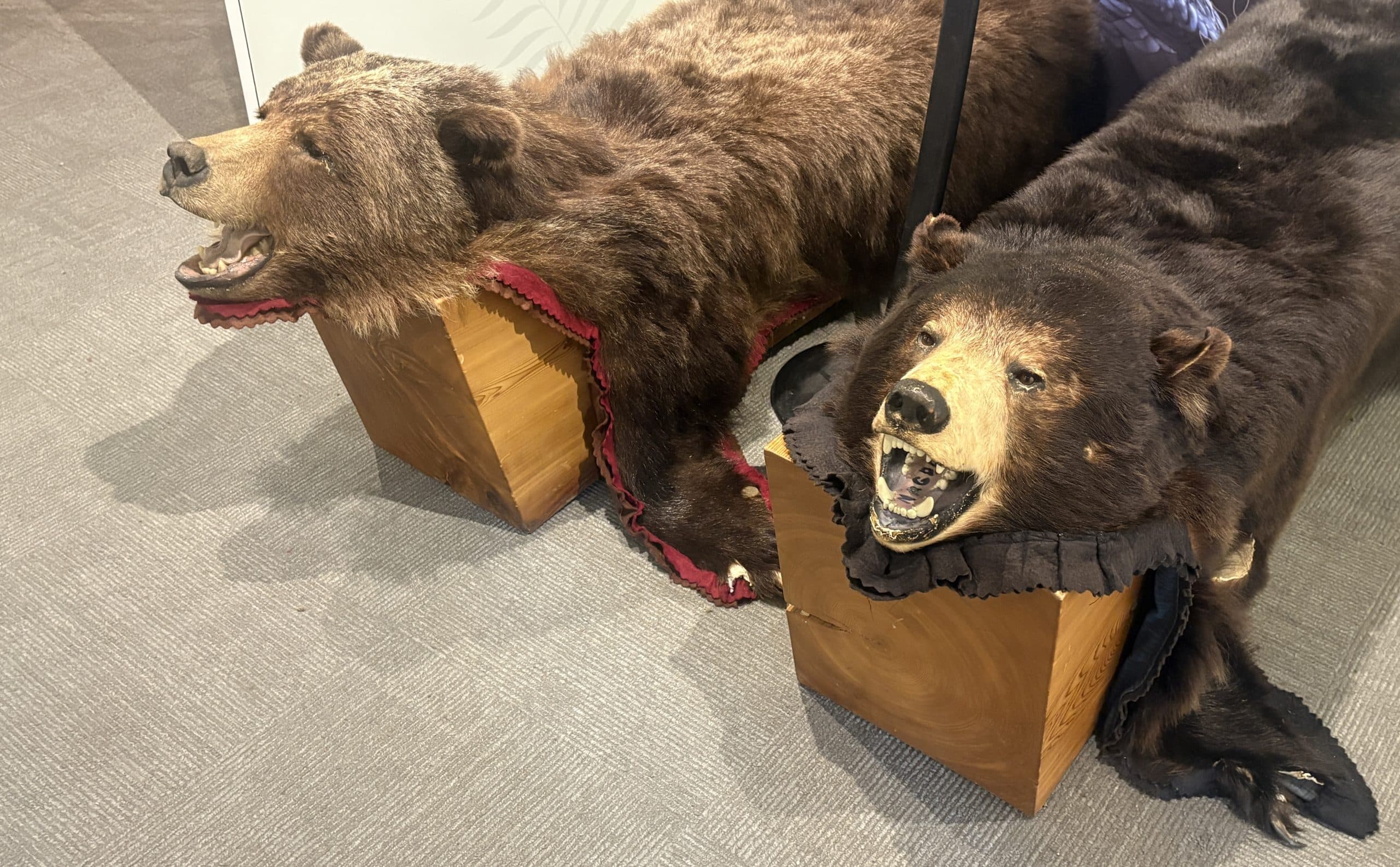 Two grizzly bear pelts laid out at the squamish Lil'wat Cultural Centre in Whistler, BC