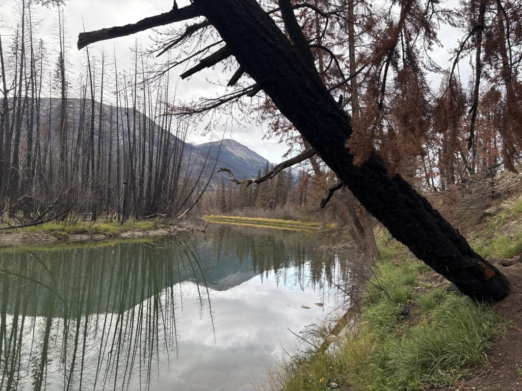 Beautiful reflection of mountains in a still river with the blackened trunk of a burned out tree in the foreground taken on a Japser Photo Tour