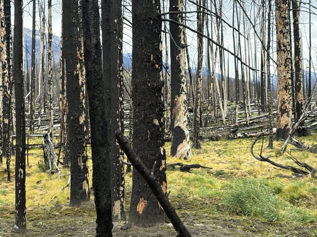 A stand of burned and blackened trees in Jasper, Alberta, taken on a Jasper Photo Tour