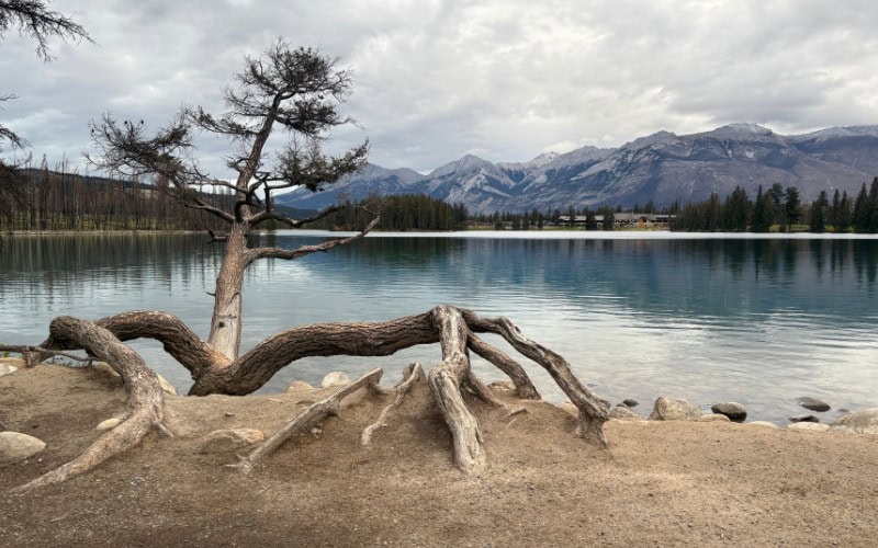Lone tree in front of Lake Beauvert near Jasper, Alberta, taken during a Jasper Photo Tour