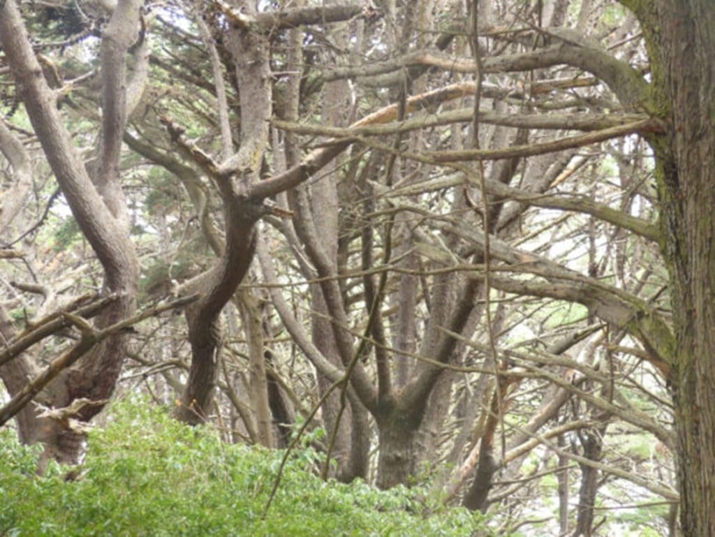 Tangled trees in Victoria park in Wellington, near where a scene in Lord of the Rings was filmed.