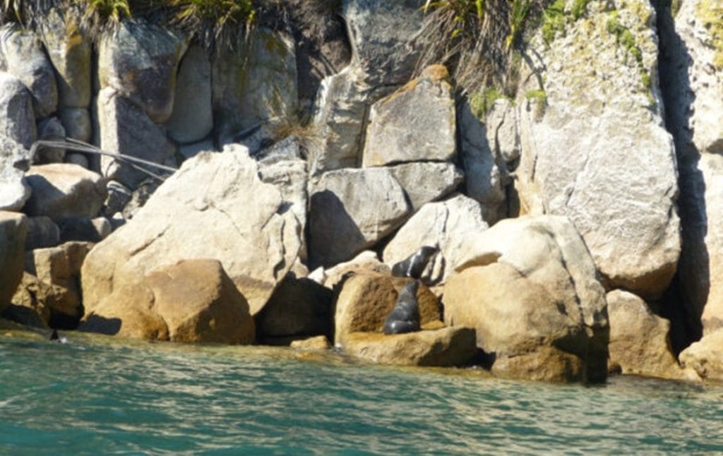 Seals basking on rocks as seen from kayaks in Abel Tasman National Park in New Zealand