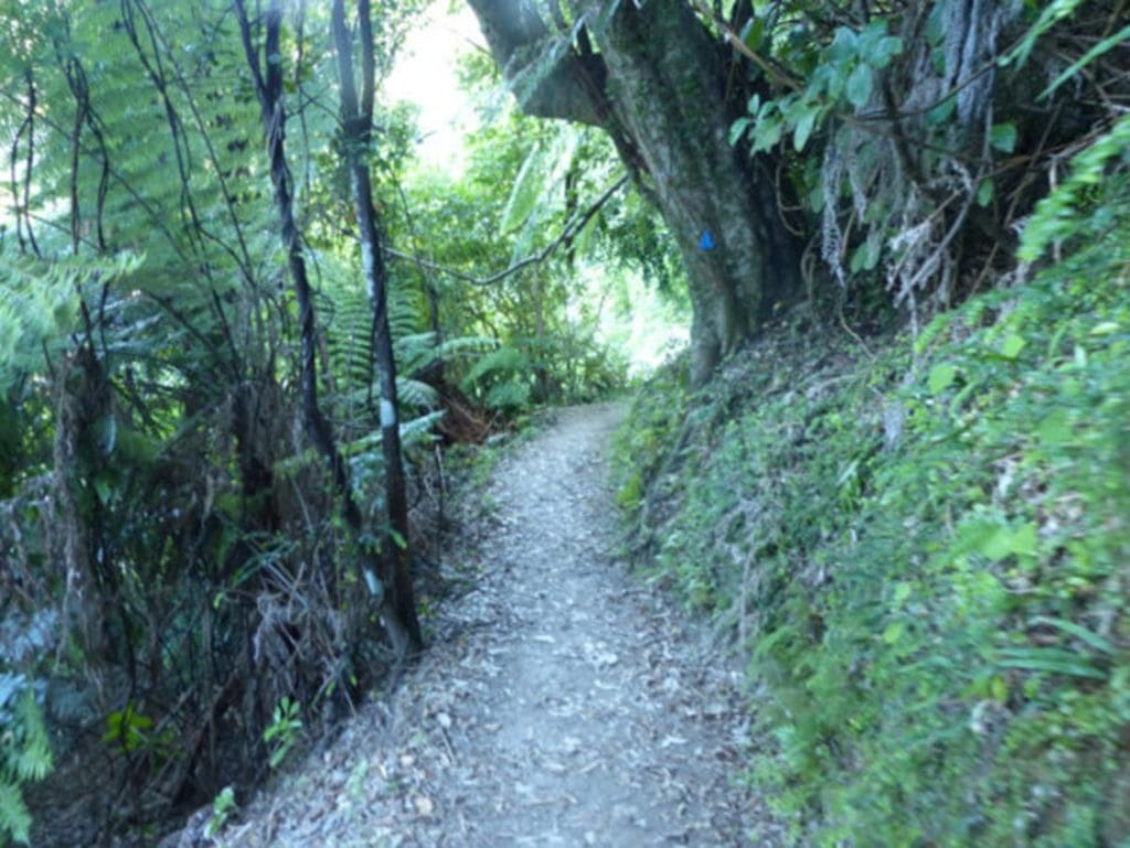 Portion of the track with thick foliage on either side in Abel Tasman National Park in New Zealand