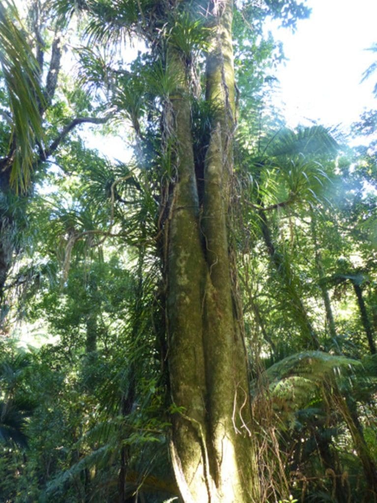Large tree along the track in Abel Tasman National Park in New Zealand