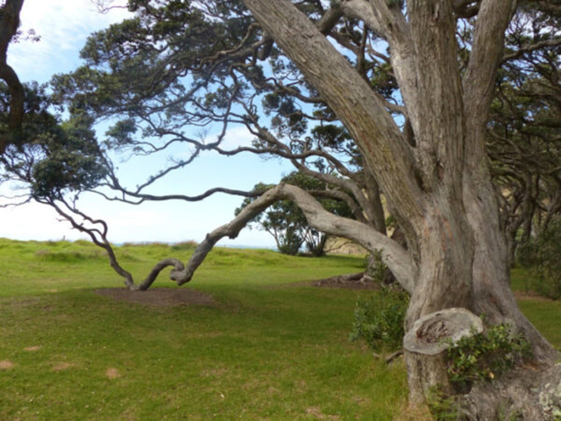 Wonderful tangled trees in Wenderholm Park on the north island of New Zealand