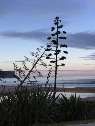 Tree on beach near Pauanui, one of the wonderful sites to discover on New Zealand's North Island
