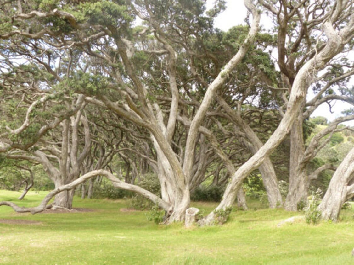 Wonderful tangled trees in Wenderholm Park on the north island of New Zealand