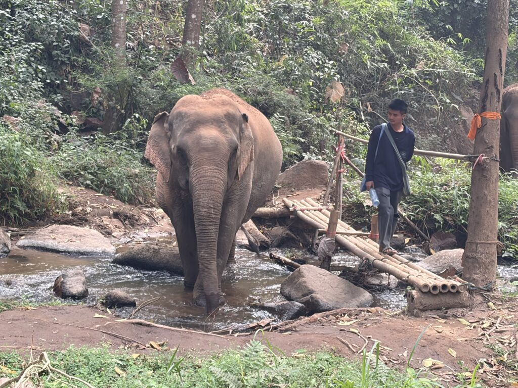 Elephant caretaker guiding an elephant across a jungle stream near Chiang Mai