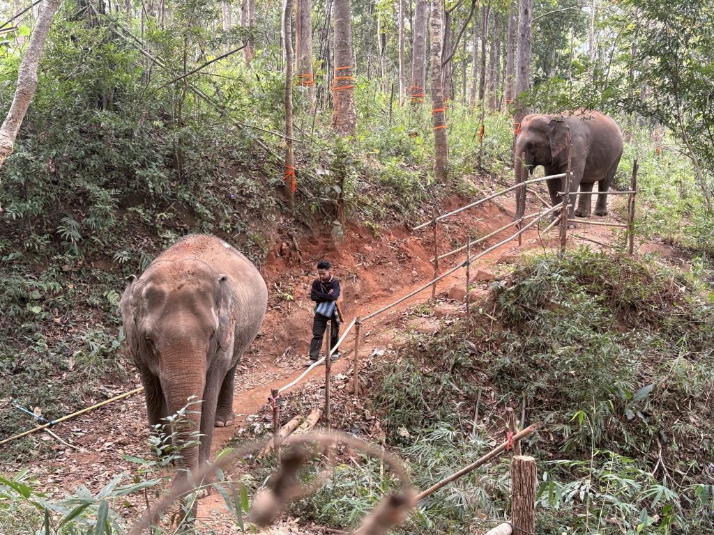 Two elephants and one of their caretakers walking down a jungle path at Sunshine for Elephants
