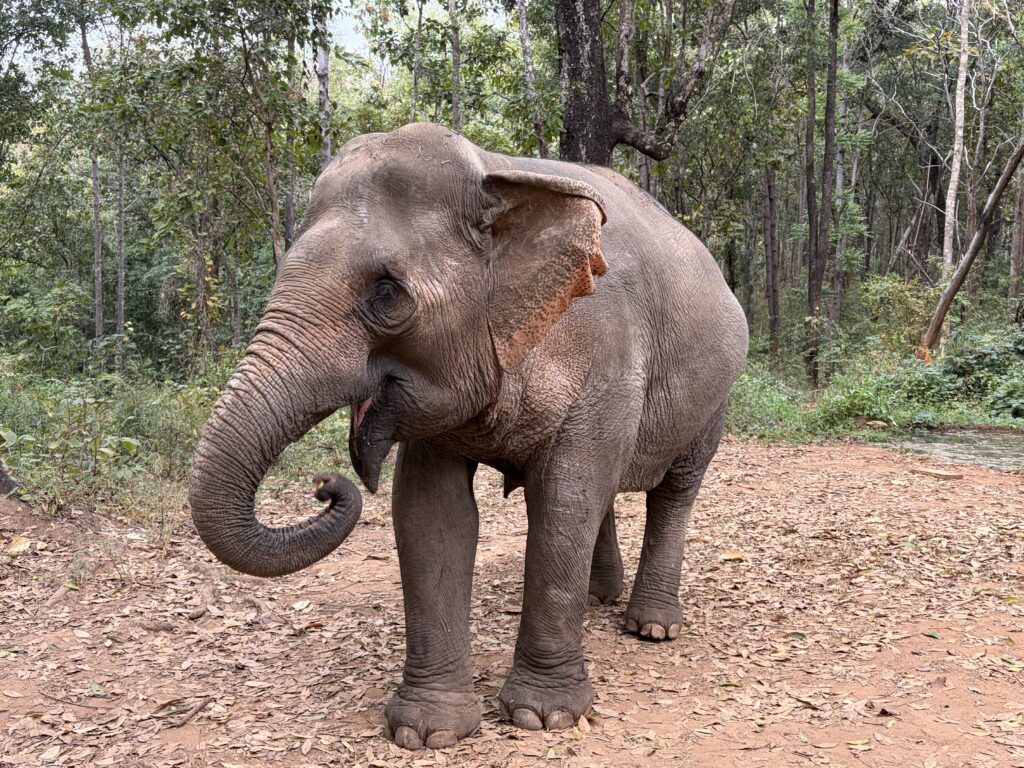 Elephant foraging in the forest at Sunshine for Elephants sanctuary near Chiang Mai
