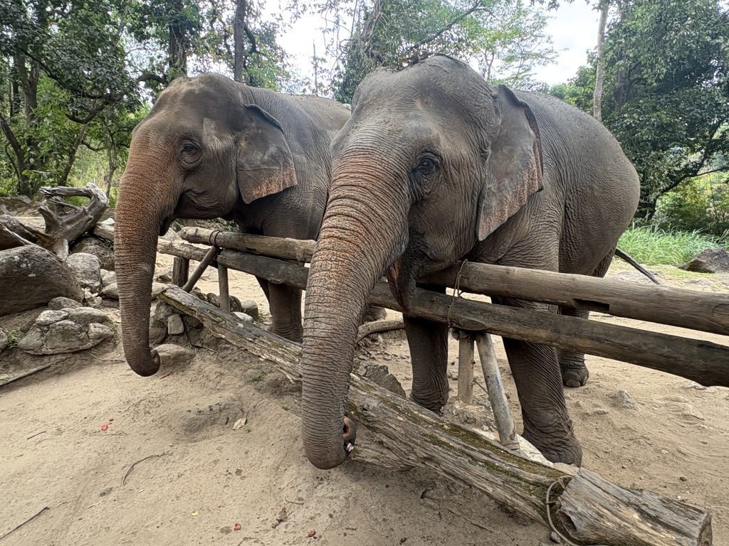 Two elephants waiting for fruit at Sunshine for Elephants near Chiang Mai
