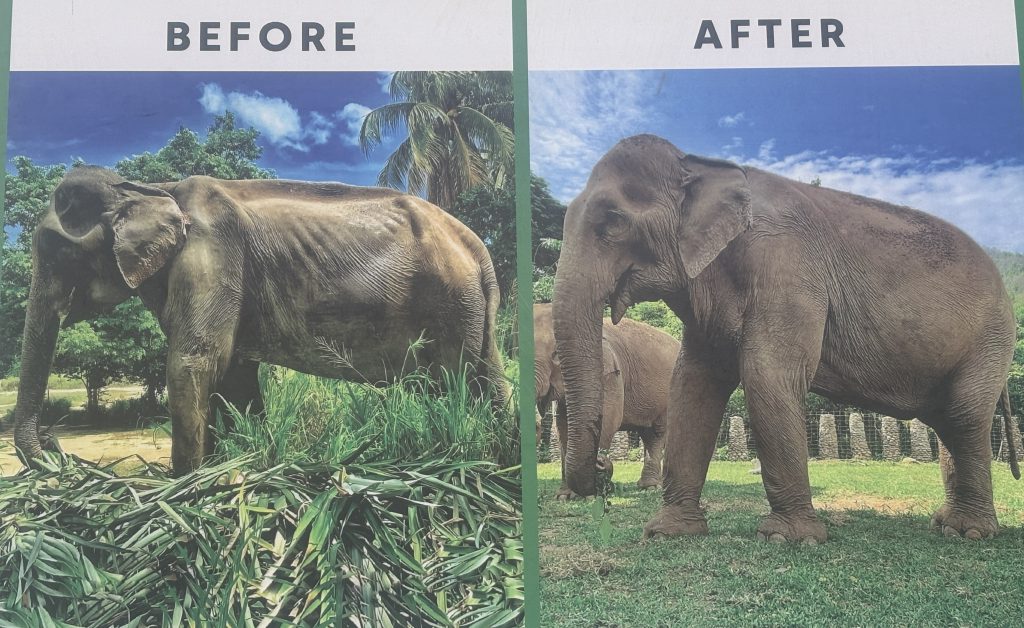 Before and After photo of rescued elephant Yai Boon at Elephant Nature Park Chiang Mai
