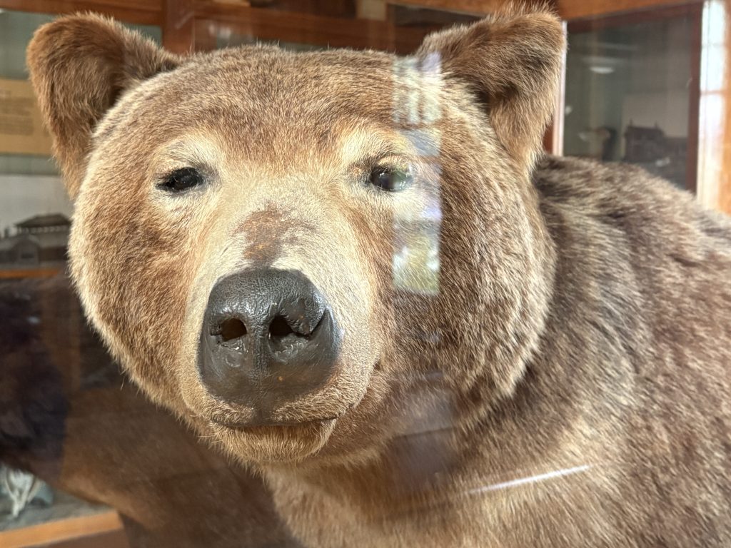 Mounted grizzly bear on display at the Banff Park Museum