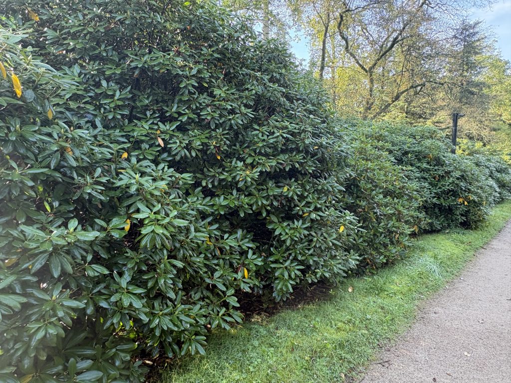 Path lined with rhododendron bushes in the Kröller-Müller sculpture garden